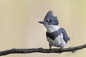 A juvenile belted kingfisher perched on a branch in soft light with a smooth background Belted kingfisher,kingfisher,bird,birds,bright,close,detail,eye,feathers,feet,head,perched,smooth background,stick,sticks,white,Megaceryle alcyon,Chordates,Chordata,Aves,Birds,Coraciiformes,Rollers Ki