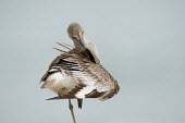 A willet preens its wing cleaning out its feathers while standing on one leg in soft overcast light sandpiper,bird,birds,shorebird,Willet,beach,brown,feather,feathers,foot,funny,grey,head,leg,overcast,preening,sand,smooth background,soft light,standing,white,wings,Catoptrophorus semipalmatus,Charadr