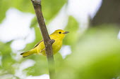 A small yellow warbler perches on a branch surrounded by green leaves American Yellow Warbler,Golden Warbler,Yellow Warbler,bird,birds,Animalia,Chordata,Aves,Passeriformes,Parulidae,Setophaga petechia,Warbler,brown,cute,green,leaves,perched,small,soft light,BIRDS,Branch
