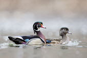 A pair of colourful wood ducks swim along on an overcast day Waterfowl,Wood Duck,brown,duck,female,green,male,orange,overcast,pair,purple,red,rust,swimming,water,water level,white,Wood duck,Aix sponsa,Chordates,Chordata,Aves,Birds,Anseriformes,Ducks, Geese, Swa