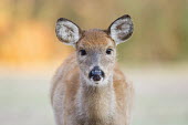 A yearling whitetail deer fawn looks right into the camera lens in the soft morning light baby,close,deer,doe,ears,eyes,female,fluffy,morning,soft light,staring,white,whitetail deer,White-tailed deer,Odocoileus virginianus,Mammalia,Mammals,Even-toed Ungulates,Artiodactyla,Cervidae,Deer,Cho
