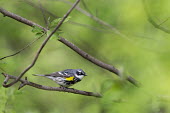 A yellow-rumped warbler takes a quick moment to perch on a tree branch surrounded by green leaves warbler,Yellow warbler,bird,birds,Animalia,Chordata,Aves,Passeriformes,Parulidae,Setophaga coronata,grey,green,leaves,perched,spring,white,Yellow-rumped warbler,BIRDS,Branch,WARBLERS,Yellow-Rumped War