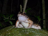 Male mountain chicken on a rock frog,frogs,Amphibia,amphibian,amphibians,amphibious,Dominican white-lipped frog,giant ditch frog,male,throat,throat sac,vocal sac,Mountain chicken,Leptodactylus fallax,Anura,Frogs and Toads,Chordates,