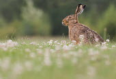 A brown hare in a clover field hare,brown hare,lepus europaeus,animal,mammal,rodent,nature,nature photography,wildlife,wildlife photography,clover,clover field,wild flowers,field,shallow focus,ears,spring,Brown hare,Lepus europaeus