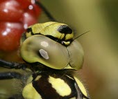 Southern hawker Dean Morley macro,eye,nature,insect,dragonfly,head,southern,hawker,aeshna cyanea,eyes,close up,vision,Southern hawker,Aeshna cyanea,Dragonfly