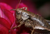 Dark bush-cricket macro,nature,insect,pholidoptera griseoaptera,dark bush cricket,insects,invertebrate,invertebrates,Animalia,Arthropoda,Insecta,Orthoptera,cricket,crickets,Dark bush-cricket,Pholidoptera griseoaptera,D