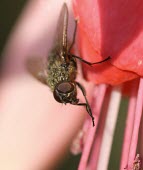 House fly macro,nature,insect,fly,photo,House fly,Musca domestica,Arthropoda,Arthropods,Diptera,True Flies, Flies,Insects,Insecta,Muscidae,House Flies, Stable Flies,Flying,Africa,Australia,South America,Asia,Co