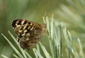 Speckled wood butterfly nature,Animalia,Arthropoda,Insecta,Lepidoptera,butterfly,butterflies,insect,insects,invertebrate,invertebrates,speckled wood,pararge aegeria,satyrinae,Speckled wood,Pararge aegeria,Butterflies, Skippe