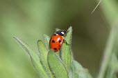 Seven-spot ladybird macro,nature,insect,beetle,ladybird,ladybug,coccinella septempunctata,coccinella,seven spot,insects,invertebrate,invertebrates,red,spots,spotty,spotted,pattern,beetles,Seven-spot ladybird,Coccinella s