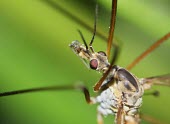 Cranefly macro,nature,insect,daddy long legs,cranefly,fly,Insecta,Cranefly,Tipula paludosa,Crane fly,Insects,Diptera,True Flies, Flies,Crane Flies,Tipulidae,Arthropoda,Arthropods,Daddy-long-legs,Common,Herbivo