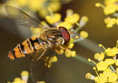 Marmalade hoverfly macro,nature,insect,hoverfly,episyrphus balteatus,marmalade hoverfly,hoverflies,fly,flies,flower fly,flower flies,syrphid flies,syrphid fly,Hoverfly