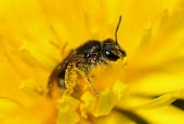 A bee covered in pollen flower,macro,nature,insect,dandelion,bee,pollen,honey bee,mite,Varroa destructor,Varroa mite,pollinating,Animalia,Arthropoda,Insecta,Hymenoptera,Apoidae,Bombus,bumblebee,bees,bumblebees,insects,invert
