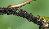 Aphids gathered on a branch macro,nature,insect,aphid,blackfly,black aphid,Animalia,Arthropoda,Insecta,Hemiptera,Aphididae,Aphis,RAW,Black aphids