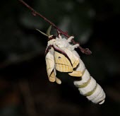 Indian moon moth freshly emerged from its chrysalis macro,nature,insect,saturniid,silkmoth,saturniidae,moon moth,Indian moon moth,actias selene,Animalia,Arthropoda,Insecta,Lepidoptera,insects,invertebrate,invertebrates,moth,moths,Actias selene,Butterfl