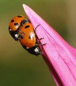 Seven-spot ladybird macro,nature,insect,beetle,ladybird,ladybug,coccinella septempunctata,coccinella,seven spot,insects,invertebrate,invertebrates,red,spots,spotty,spotted,pattern,beetles,Seven-spot ladybird,Coccinella s