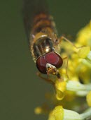Marmalade hoverfly macro,nature,insect,hoverfly,episyrphus balteatus,marmalade hoverfly,hoverflies,fly,flies,flower fly,flower flies,syrphid flies,syrphid fly,Marmalade hoverfly,Episyrphus balteatus