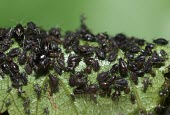 Aphids gathered on a leaf macro,nature,insect,aphid,blackfly,black aphid,Animalia,Arthropoda,Insecta,Hemiptera,Aphididae,Aphis,RAW,Black aphids