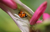 Seven-spot ladybird macro,nature,insect,grasshopper,insects,invertebrate,invertebrates,Animalia,Arthropoda,Insecta,Grasshopper,Pseudosphingonotus savignyi,Ladybird