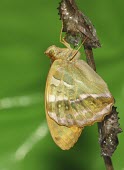Silver-washed fritillary butterfly emerging from its chrysalis macro,nature,insect,bee fly,Animalia,Arthropoda,Insecta,Diptera,Bombyliidae,Bombylius,Heath bee-fly,Bombylius minor