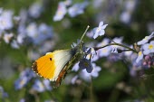 Orange-tip butterfly macro,nature,Animalia,Arthropoda,Insecta,Lepidoptera,butterfly,butterflies,insect,insects,invertebrate,invertebrates,comma,nymphalidae,polygonia c-album,nymphalid,Comma,Polygonia c-album,Orange-tip,An