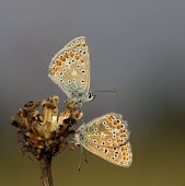 Common blue butterfly macro,nature,Animalia,Arthropoda,Insecta,Lepidoptera,butterfly,butterflies,insect,insects,invertebrate,invertebrates,comma,nymphalidae,polygonia c-album,nymphalid,Comma,Polygonia c-album,Common blue,P