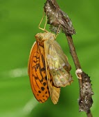 Silver-washed fritillary butterfly emerging from its chrysalis macro,nature,Animalia,Arthropoda,Insecta,Lepidoptera,butterfly,butterflies,insect,insects,invertebrate,invertebrates,nymphalidae,argynnis paphia,silver washed fritillary,nymphalid,Silver-washed fritil