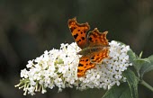 Comma butterfly macro,nature,Animalia,Arthropoda,Insecta,Lepidoptera,butterfly,butterflies,insect,insects,invertebrate,invertebrates,comma,nymphalidae,polygonia c-album,nymphalid,Comma,Polygonia c-album,Insects,Nymph