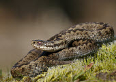 Adder Adder,Vipera berus,viper,snake,reptile,poisonous,venomous,snakes,reptiles,scales,scaly,reptilia,terrestrial,cold blooded,close up,shallow focus,coiled,Reptilia,Reptiles,Squamata,Lizards and Snakes,Vip