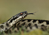 Adder Adder,Vipera berus,viper,snake,reptile,poisonous,venomous,snakes,reptiles,scales,scaly,reptilia,terrestrial,cold blooded,close up,shallow focus,coiled,tongue,forked tongue,Reptilia,Reptiles,Squamata,L