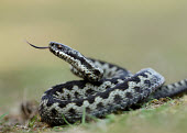 Coilled adder flicking its tongue Adder,Vipera berus,viper,snake,reptile,poisonous,venomous,snakes,reptiles,scales,scaly,reptilia,terrestrial,cold blooded,close up,shallow focus,Reptilia,Reptiles,Squamata,Lizards and Snakes,Viperidae,