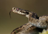 Coilled adder flicking its tongue Adder,Vipera berus,viper,snake,reptile,poisonous,venomous,snakes,reptiles,scales,scaly,reptilia,terrestrial,cold blooded,close up,shallow focus,coiled,tongue,forked tongue,Reptilia,Reptiles,Squamata,L