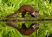 Pine marten water,reflection,macro,close up,Pine Marten,Martes martes,mammal,marten,carnivore,omnivore,weasel,Mustelidae,mustelid,Pine marten,Chordates,Chordata,Weasels, Badgers and Otters,Carnivores,Carnivora,Ma