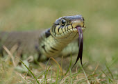 Grass snake Iain Leach Grass Snake,Natrix natrix,snake,reptile,pond life,water snake,snakes,reptiles,scales,scaly,reptilia,terrestrial,cold blooded,macro,close up,shallow focus,forked tongue,tongue,Grass snake,Reptilia,Reptiles,Colubridae,Advanced Snakes,Squamata,Lizards and Snakes,Chordates,Chordata,Ringed snake,Culebra de Collar,Couleuvre  collier,Temperate,Common,Streams and rivers,Aquatic,Agricultural,Urban,Europe,Ponds and lakes,Carnivorous,Terrestrial,Heathland,Africa,natrix,Animalia,Natrix,Wildlife and Conservation Act,IUCN Red List,Least Concern,Bird photography,Wildlife photography,photograph,image,wildlife,nature,Iain H Leach,www.iainleachphotography.com,Canon,Canon cameras,photography,water,Canon 5d Mk 3,Sigma 180mm f2.8 OS