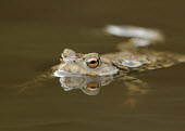 Common toad in water macro,close up,Common Toad,Bufo bufo,amphibian,amphibians,toad,toads,water,pond,shallow focus,water swimming,freshwater,bath,Common toad,Chordates,Chordata,Anura,Frogs and Toads,Bufonidae,Toads,Amphib