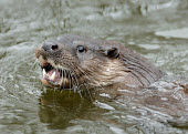 Common otter Otter Lutra lutra,mammal,water,river,aquatic mammal,mammals,vertebrate,vertebrates,shallow focus,wet,Common otter,Lutra lutra,Mammalia,Mammals,Weasels, Badgers and Otters,Mustelidae,Carnivores,Carnivo