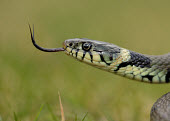 Grass snake Grass Snake,Natrix natrix,snake,reptile,pond life,water snake,snakes,reptiles,scales,scaly,reptilia,terrestrial,cold blooded,macro,close up,shallow focus,forked tongue,tongue,Grass snake,Reptilia,Rept