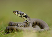 Grass snake Grass Snake,Natrix natrix,snake,reptile,pond life,water snake,snakes,reptiles,scales,scaly,reptilia,terrestrial,cold blooded,macro,close up,shallow focus,Grass snake,Reptilia,Reptiles,Colubridae,Advan