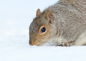 Grey squirrel searching for food buried under snow Grey Squirrel,mammal,rodent,omnivore,squirrel,snow,white,white background,winter,cold,frozen,foraging,forage,gray squirrel,Sciurus carolinensis,Grey squirrel,Rodents,Rodentia,Squirrels, Chipmunks, Mar