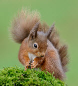 Red squirrel blur,selective focus,blurry,depth of field,Shallow focus,blurred,soft focus,forests,Forest,coloration,Colouration,Terrestrial,ground,environment,ecosystem,Habitat,Green background,rouge,Red,scarlet,cr