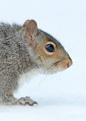 Grey squirrel Grey Squirrel,mammal,rodent,omnivore,squirrel,snow,white,white background,winter,cold,frozen,foraging,forage,gray squirrel,Sciurus carolinensis,Grey squirrel,Rodents,Rodentia,Squirrels, Chipmunks, Mar