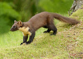 Pine marten forests,Forest,Arboreal,treelife,lives in tree,tree life,tree dweller,woodlands,wood land,Woodlot,Woodland,environment,ecosystem,Habitat,conifer forest,coniferous,Coniferous forest,Terrestrial,ground,