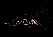 Pine marten macro,close up,Pine Marten,Martes martes,mammal,marten,carnivore,omnivore,weasel,Mustelidae,mustelid,night,nighttime,black,black background,silhouette,Pine marten,Chordates,Chordata,Weasels, Badgers a