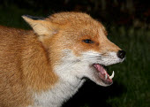 Red fox Red Fox,Vulpes vulpes,carnivore,omnivore,urban fox,Red fox,Chordates,Chordata,Mammalia,Mammals,Carnivores,Carnivora,Dog, Coyote, Wolf, Fox,Canidae,Renard Roux,Zorro Rojo,ZORRO,Asia,Africa,Common,Ripar