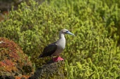 Red-footed booby perched on a rock seabird,sea bird,seabirds,sea birds,aquatic,aquatic birds,coast,coastal,coastline,gull,red,feet,bobo,shallow focus,booby,red footed booby,Red-footed booby,Sula sula,Gannets and Boobies,Sulidae,Aves,Bi