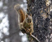 An American red squirrel in a tree with a pine cone mammal,mammals,vertebrate,vertebrates,terrestrial,fur,furry,squirrel,red squirrel,arboreal,close up,tail,eating,food,nuts,shallow focus,pine,pine cone,American red squirrel,Tamiasciurus hudsonicus,Mam