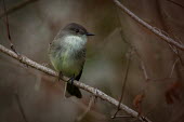 Eastern phoebe perched on a branch Animalia,Chordata,Aves,Passeriformes,Tyrannidae,Sayornis phoebe,Eastern phoebe,close up,shallow focus,feathers,down,fluffy,perched,perching,bird,birds,PEC
