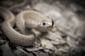 Brown snake flicking its tongue Animalia,Chordata,Reptilia,Squamata,Natricidae,Storeria dekayi,Brownsnake,Brown Snake,De Kay's snake,macro,close up,tongue,forked tongue,sand,coiled,snake,snakes,reptile,reptiles,scales,scaly,action,m