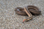 Eastern garter snake Eastern garter snake,Thamnophis sirtalis sirtalis,macro,close up,tongue,forked tongue,sand,coiled,snake,snakes,reptile,reptiles,scales,scaly,reptilia,terrestrial,cold blooded,Common garter snake,Thamn