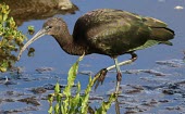 Glossy ibis wading through shallow water ibis,bird,wader,glossy,fishing,birds,Glossy ibis,Plegadis falcinellus,Ciconiiformes,Herons Ibises Storks and Vultures,Chordates,Chordata,Aves,Birds,Threskiornithidae,Ibises, Spoonbills,Ibis falcinelle