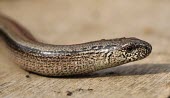 Slow worm lizard,lizards,reptile,reptiles,scales,scaly,reptilia,terrestrial,cold blooded,legless,evolution,vestigial,Slow worm,Anguis fragilis,Squamata,Lizards and Snakes,Chordates,Chordata,Anguidae,Glass Lizar